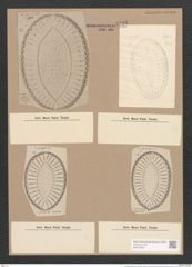 Surirella fastuosa Ehr. (de-Toni-Nr.: Genus 53, Species 2276) Zeichnungen Sammlung Grunow Nr. 4725 (NHMW-BOT-W0372822)